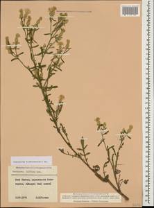 Centaurea stoebe subsp. stoebe, Кавказ, Ставропольский край, Карачаево-Черкесия, Кабардино-Балкария (K1b) (Россия)