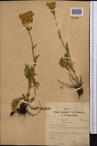 Таволга обыкновенная Moench, Средняя Азия и Казахстан, Северный и Центральный Казахстан (M10) (Казахстан)