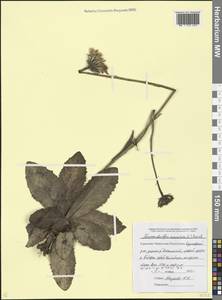 Trommsdorffia maculata (L.) Bernh., Кавказ, Ставропольский край, Карачаево-Черкесия, Кабардино-Балкария (K1b) (Россия)