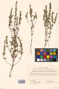 Euphrasia ×vernalis List, Восточная Европа, Московская область и Москва (E4a) (Россия)
