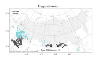 Eragrostis minor, Полевичка малая Host, Атлас флоры России (FLORUS) (Россия)