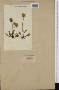 Crepis aurea (L.) Cass., Западная Европа (EUR) (Швейцария)