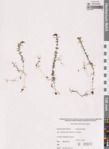 Пузырчатка средняя  Hayne, Сибирь, Чукотка и Камчатка (S7) (Россия)