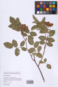 Шиповник бальзамический Besser, Восточная Европа, Нижневолжский район (E9) (Россия)