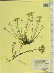 Odontarrhena tortuosa subsp. tortuosa, Восточная Европа, Северо-Украинский район (E11) (Украина)