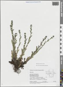 Незабудка полевая (L.) Hill, Восточная Европа, Центральный район (E4) (Россия)