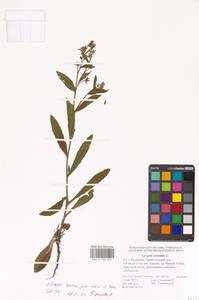 Кривоцвет восточный (L.) Kusn., Восточная Европа, Нижневолжский район (E9) (Россия)