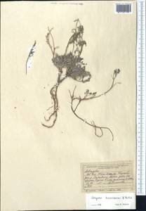 Astragalus kuschakewiczii B.Fedtsch., Средняя Азия и Казахстан, Северный и Центральный Тянь-Шань (M4) (Киргизия)