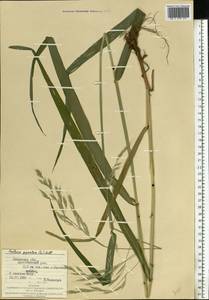 Lolium giganteum (L.) Darbysh., Восточная Европа, Западно-Украинский район (E13) (Украина)