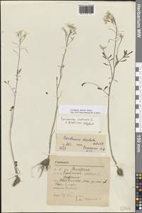 Cardamine pratensis subsp. dentata (Schult.) Čelak., Восточная Европа, Московская область и Москва (E4a) (Россия)