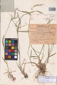 Пырейник смешиваемый (Roshev.) Tzvelev, Сибирь, Чукотка и Камчатка (S7) (Россия)