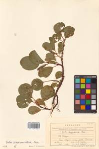 Salix nakamurana subsp. kurilensis (Koidz.) H. Ohashi, Сибирь, Дальний Восток (S6) (Россия)