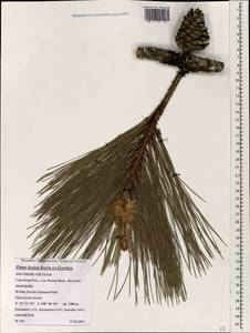 Pinus kesiya Royle ex Gordon, Зарубежная Азия (ASIA) (Вьетнам)
