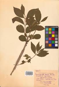 Бересклет крылатый (Thunb.) Siebold, Сибирь, Дальний Восток (S6) (Россия)