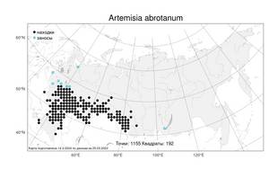 Artemisia abrotanum, Полынь лечебная, Полынь высокая L., Атлас флоры России (FLORUS) (Россия)