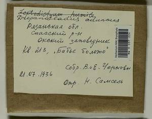 Drepanocladus aduncus (Hedw.) Warnst., Гербарий мохообразных, Мхи - Центральное Нечерноземье (B6) (Россия)
