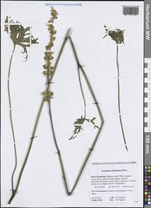 Борец бородатый Patrin ex Pers., Сибирь, Прибайкалье и Забайкалье (S4) (Россия)