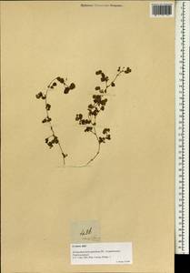Desmodium heterophyllum (Willd.)DC., Зарубежная Азия (ASIA) (Филиппины)