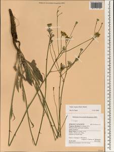 Tolpis virgata (Desf.) Bertol., Зарубежная Азия (ASIA) (Кипр)