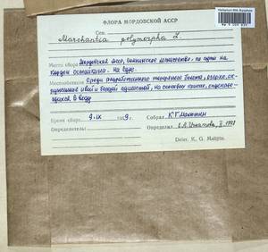 Marchantia polymorpha L., Гербарий мохообразных, Мхи - Среднее Поволжье (B9) (Россия)