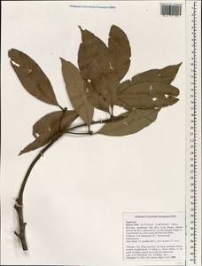 Fagaceae, Зарубежная Азия (ASIA) (Вьетнам)