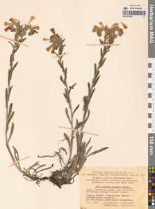 Оносма жесткая Ledeb., Крым (KRYM) (Россия)