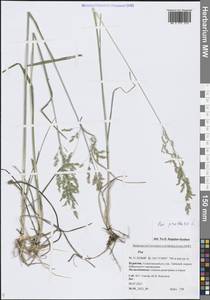 Мятлик луговой L., Сибирь, Прибайкалье и Забайкалье (S4) (Россия)