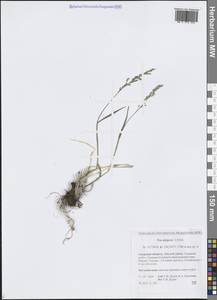 Мятлик альпигенный Lindm., Сибирь, Дальний Восток (S6) (Россия)