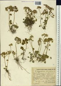 Селезеночник очереднолистный L., Сибирь, Якутия (S5) (Россия)