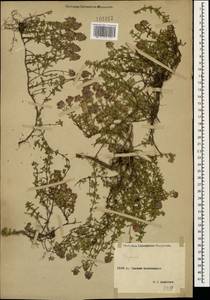 Thymus × dimorphus Klokov & Des.-Shost., Кавказ, Ставропольский край, Карачаево-Черкесия, Кабардино-Балкария (K1b) (Россия)