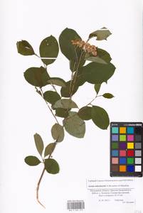 Sorbaronia ×arsenii (Britton & Arsène) G. N. Jones, Восточная Европа, Московская область и Москва (E4a) (Россия)