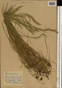 Мятлик болотный L., Восточная Европа, Северо-Украинский район (E11) (Украина)