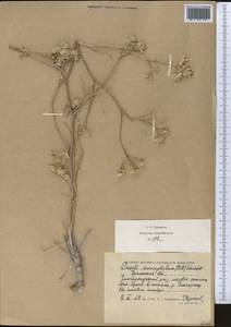 Жабрица пушистоголовая (Pall. ex Spreng.) Schischk., Средняя Азия и Казахстан, Прикаспийский Устюрт и Северное Приаралье (M8) (Казахстан)