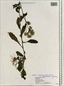 Eschenbachia japonica (Thunb.) J. Kost., Зарубежная Азия (ASIA) (Непал)