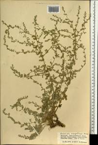 Полынь селитряная Weber ex Stechm., Монголия (MONG) (Монголия)