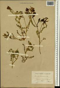 Astragalus suberosus subsp. suberosus, Зарубежная Азия (ASIA) (Сирия)