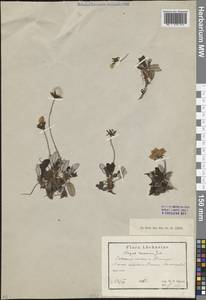 Дриада воьмилепестковая, Кавказ, Абхазия (K4a) (Абхазия)