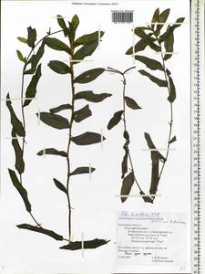 Potamogeton × nitens Weber, Восточная Европа, Центральный район (E4) (Россия)