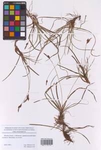 Осока верещатниковая Pollich, Восточная Европа, Московская область и Москва (E4a) (Россия)