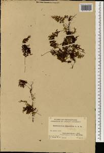 Hymenophyllum fumarioides Bory ex Willd., Зарубежная Азия (ASIA) (КНР)