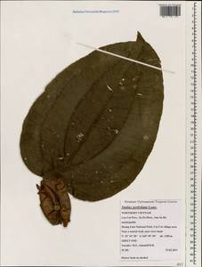 Smilax perfoliata Lour., Зарубежная Азия (ASIA) (Вьетнам)