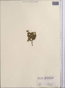 Sibbaldianthe orientalis (Soják) Mosyakin & Shiyan, Средняя Азия и Казахстан, Памир и Памиро-Алай (M2) (Таджикистан)