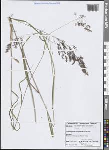 Вейник пурпурный (Trin.) Trin., Сибирь, Центральная Сибирь (S3) (Россия)