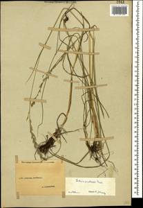 Lolium pratense (Huds.) Darbysh., Кавказ, Ставропольский край, Карачаево-Черкесия, Кабардино-Балкария (K1b) (Россия)