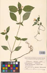 MHA 0 154 298, Пикульник красивый, Зябра Mill., Восточная Европа, Центральный район (E4) (Россия)