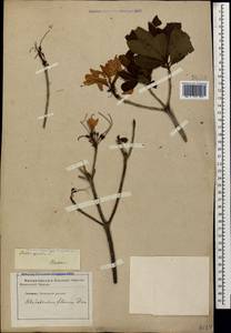 Рододендрон желтый Sweet, Кавказ, Ставропольский край, Карачаево-Черкесия, Кабардино-Балкария (K1b) (Россия)