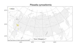 Pilosella cymosiformis (Froel.) Gottschl., Атлас флоры России (FLORUS) (Россия)