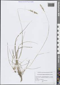 Вейник лапландский (Wahlenb.) Hartm., Восточная Европа, Северный район (E1) (Россия)