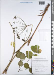 Лазурник трехлопастный (L.) Borkh., Кавказ, Черноморское побережье (от Новороссийска до Адлера) (K3) (Россия)