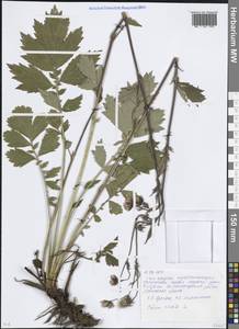 Гравилат речной L., Восточная Европа, Московская область и Москва (E4a) (Россия)